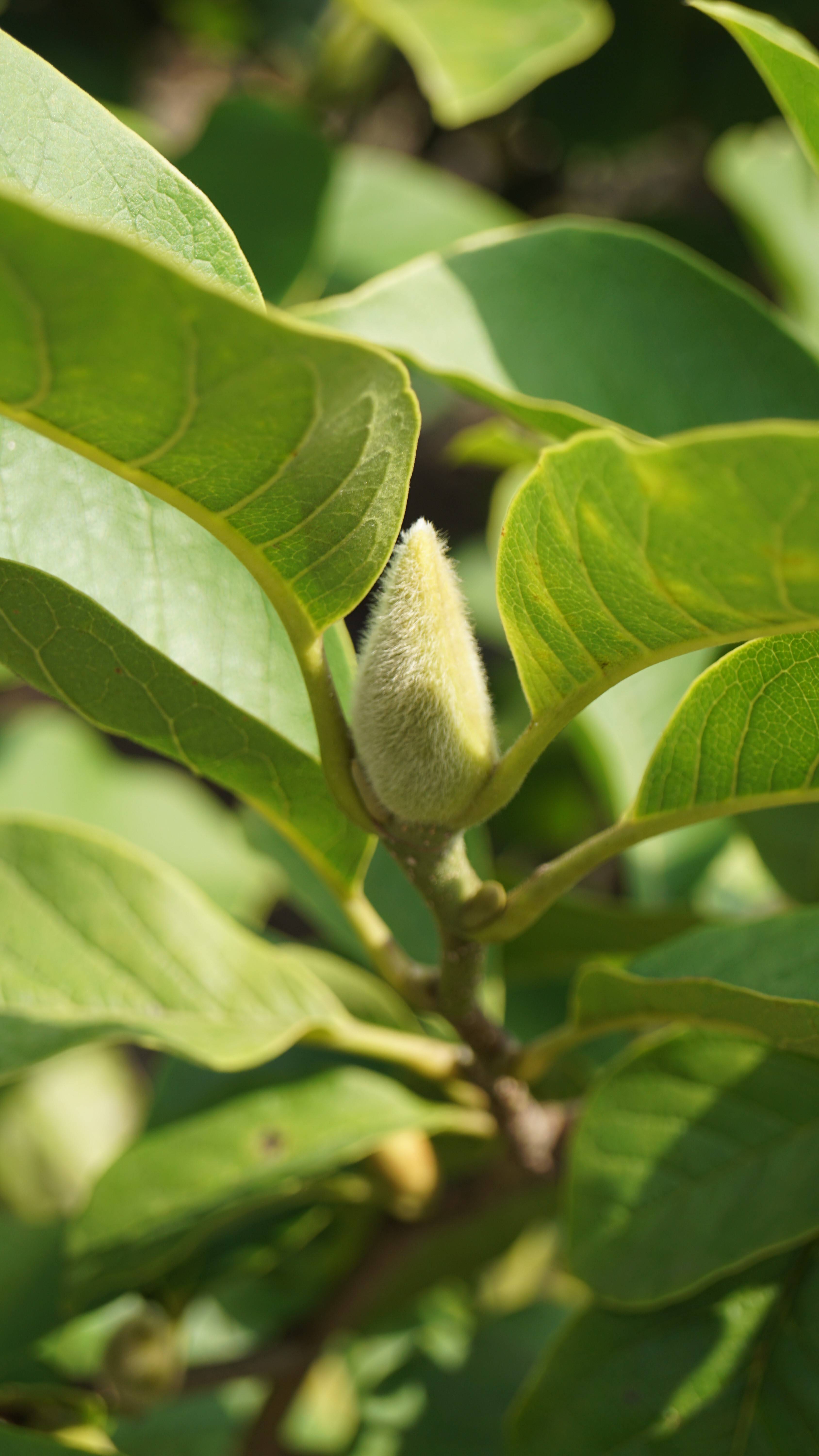 Magnolia soulangeana 'Sundew' (2)